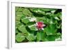 Flower-Fotomag-Framed Photographic Print