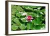 Flower-Fotomag-Framed Photographic Print