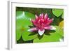 Flower-Fotomag-Framed Photographic Print