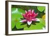 Flower-Fotomag-Framed Photographic Print