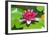 Flower-Fotomag-Framed Photographic Print