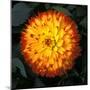 Flower-null-Mounted Photographic Print