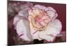 Flower-Gordon Semmens-Mounted Photographic Print