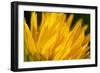 Flower-Gordon Semmens-Framed Photographic Print