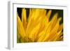 Flower-Gordon Semmens-Framed Photographic Print