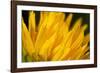 Flower-Gordon Semmens-Framed Photographic Print