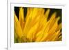 Flower-Gordon Semmens-Framed Photographic Print