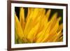 Flower-Gordon Semmens-Framed Photographic Print