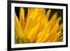 Flower-Gordon Semmens-Framed Photographic Print