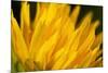 Flower-Gordon Semmens-Mounted Photographic Print