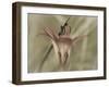 Flower-Gordon Semmens-Framed Photographic Print