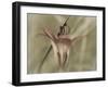 Flower-Gordon Semmens-Framed Photographic Print