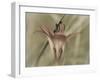 Flower-Gordon Semmens-Framed Photographic Print