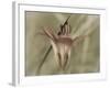 Flower-Gordon Semmens-Framed Photographic Print