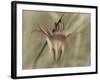 Flower-Gordon Semmens-Framed Photographic Print