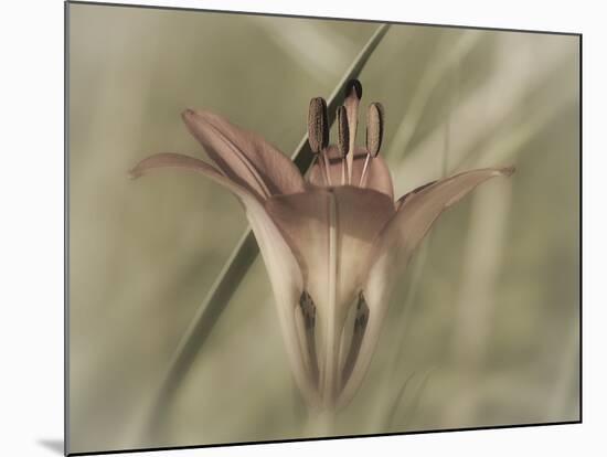 Flower-Gordon Semmens-Mounted Photographic Print