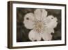 Flower-Gordon Semmens-Framed Photographic Print