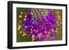 Flower-Gordon Semmens-Framed Photographic Print