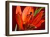 Flower-Gordon Semmens-Framed Photographic Print