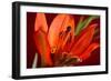 Flower-Gordon Semmens-Framed Photographic Print