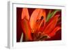 Flower-Gordon Semmens-Framed Photographic Print