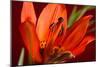 Flower-Gordon Semmens-Mounted Photographic Print