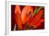 Flower-Gordon Semmens-Framed Photographic Print