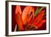 Flower-Gordon Semmens-Framed Photographic Print