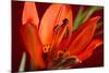 Flower-Gordon Semmens-Mounted Photographic Print