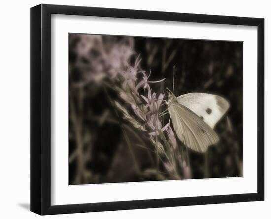 Flower-Gordon Semmens-Framed Photographic Print