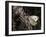 Flower-Gordon Semmens-Framed Photographic Print