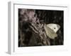 Flower-Gordon Semmens-Framed Photographic Print