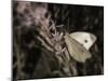 Flower-Gordon Semmens-Mounted Photographic Print