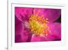 Flower-Gordon Semmens-Framed Photographic Print