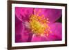 Flower-Gordon Semmens-Framed Photographic Print