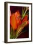 Flower-Gordon Semmens-Framed Photographic Print