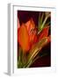 Flower-Gordon Semmens-Framed Photographic Print