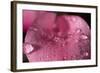 Flower-Gordon Semmens-Framed Photographic Print