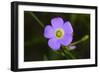 Flower-Gordon Semmens-Framed Photographic Print