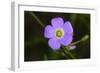 Flower-Gordon Semmens-Framed Photographic Print