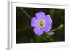 Flower-Gordon Semmens-Framed Photographic Print