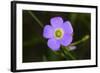 Flower-Gordon Semmens-Framed Photographic Print