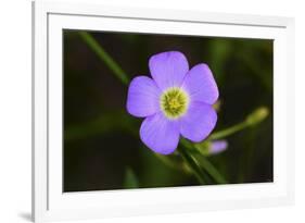 Flower-Gordon Semmens-Framed Photographic Print