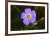 Flower-Gordon Semmens-Framed Photographic Print