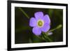 Flower-Gordon Semmens-Framed Photographic Print