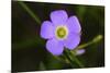 Flower-Gordon Semmens-Mounted Photographic Print