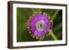 Flower-Gordon Semmens-Framed Photographic Print