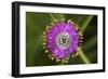 Flower-Gordon Semmens-Framed Photographic Print