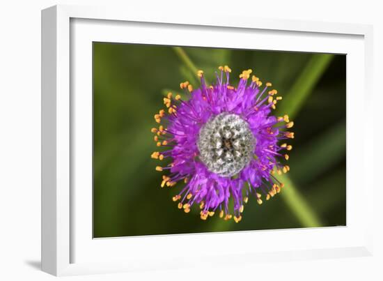 Flower-Gordon Semmens-Framed Photographic Print