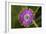 Flower-Gordon Semmens-Framed Photographic Print